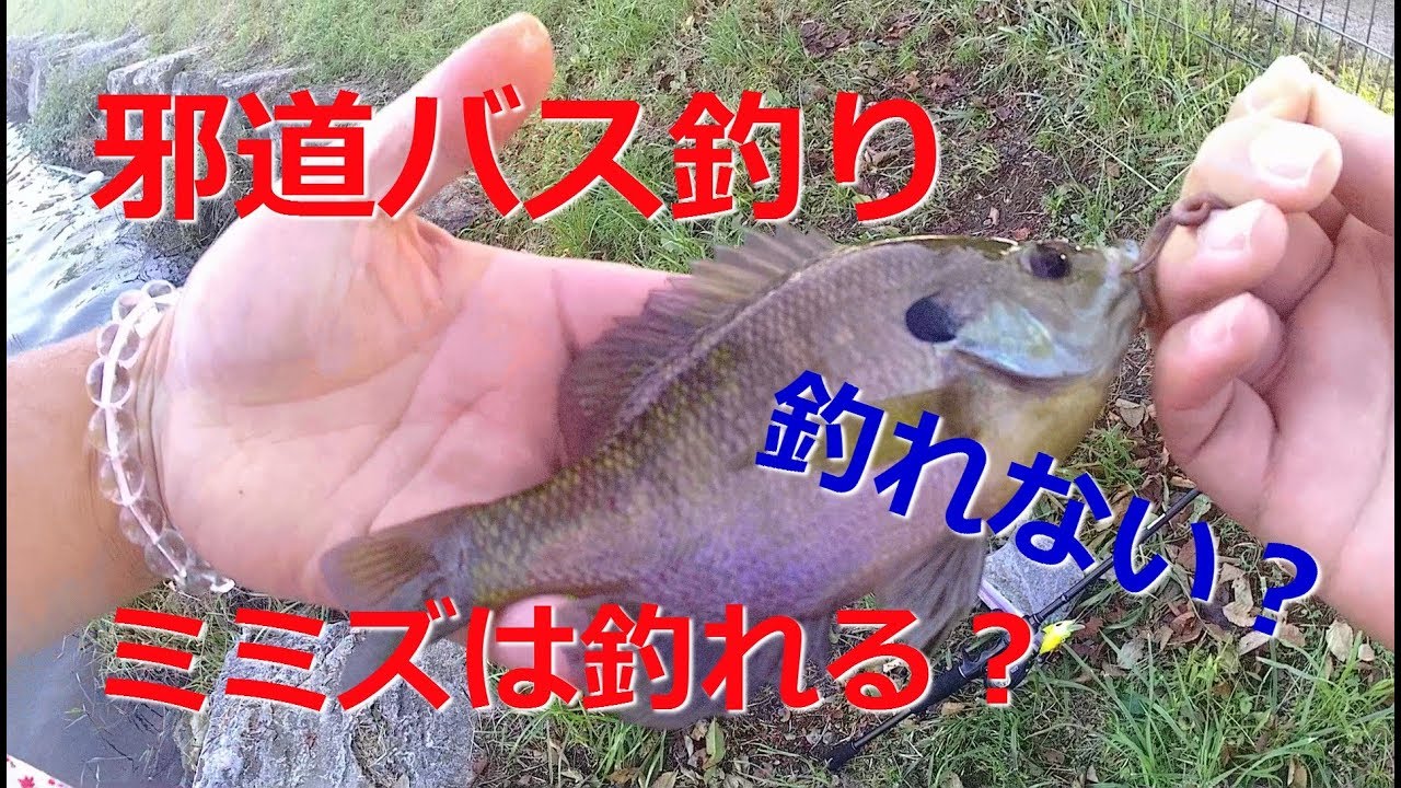 柴山沼で邪道なバス釣り ミミズでバスは釣れる 釣れない Youtube