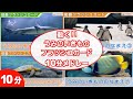 動く フラッシュカード うみのいきもの 8連続 メドレー10分 日本語 を勉強している方向け 単語120語　Japanese Flash card medleys