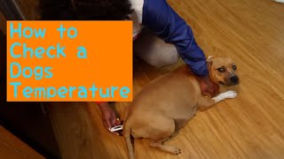 How to check a dogs temperature | Pregnant Dog| DIY Profile