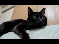 保護してから３年経っても表情豊かな子猫のまま♪【黒猫ロコちゃん】