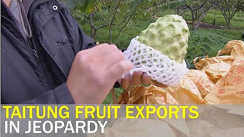 China virus outbreak affects Taiwan fruit farmer fortunes | Taiwan News | RTI - DayDayNews