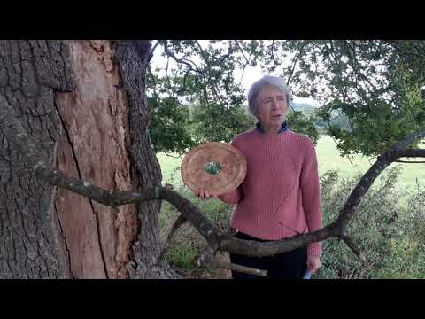 Jill Butler: Arboricultural Association Award 2020 Winner