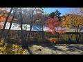 Autumn leaves