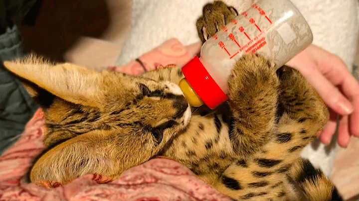 Watch the video about Woman Lives With Serval Cats | ADORABLE Wild Cats!