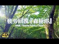 朝日を浴びる森で鳥のさえずりに耳を澄ます|疲労回復、ストレス軽減、作業用、勉強【ASMR 4K】