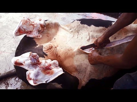 ভিডিও: কিভাবে একটি গরু সেলাই