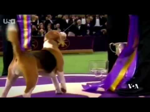 วีดีโอ: Miss P the Beagle ชนะการแข่งขัน Dog Westminster Show 2015