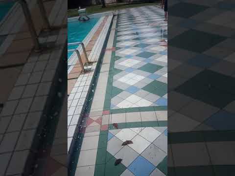 Video lucu, telanjangin teman di kolam berenang, ngakak 😆😆😆