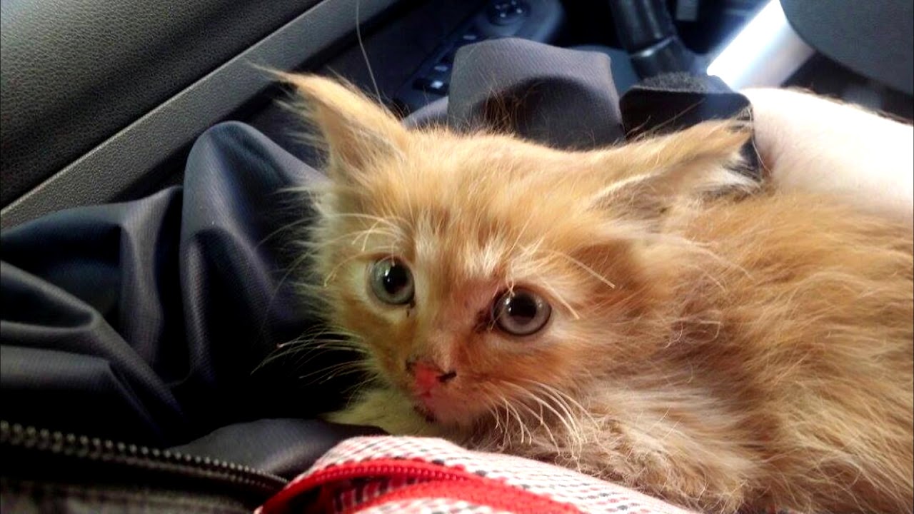 Котенок под капотом машины