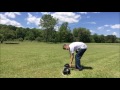 German Shorthaired Pointer Puppy Starts Dummy Launcher Training German Shorthaired Pointer Puppy Starts Dummy Launcher Training