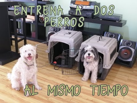 Video: Cómo entrenar a dos perros a la vez