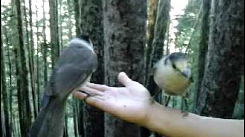 Canada Jays (Gray Jays) eating out of the palm of my (husband's) hand / カナダカケス