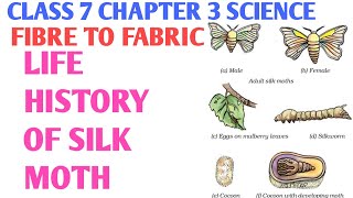 Draw a schematic diagram and explain the life cycle of a silkworm figure -  Science - - 12055175 | Meritnation.com