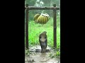 Video ini dibuat penuh oleh AI dan bersifat fiktif. Terima kasih telah menonton!