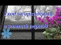 Как ухаживать за орхидеей в зимнй период. Самые важные моменты. Берём на карандаш.