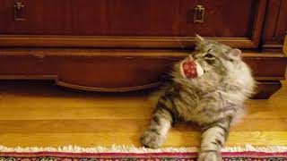 Liquid cat breaks free by Katzenjammers 108 views 5 years ago 23 seconds