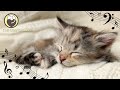 Calming music for cats with cat purring sounds  deep relaxation  anxiety relief 247