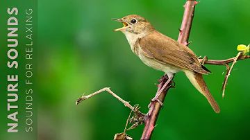 Relaxing Bird Sounds - 11 Hours Bird Song to Help You Unwind, Sleep and Reduce Stress