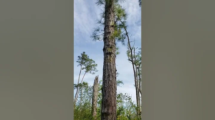 Pond Pine (Pinus serotina) at University of Florid...