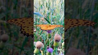 Australian Fritillary.#butterfly #insects #nature #wildlife #shorts