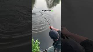 Riesiger Karpfen aus kleinem Fluss‼️ ANGLER TAGEBUCH Teil 58 #karpfenangeln #live #shorts