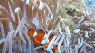 anemoni e pagliacci simbiosi perfetta  Puerto Galera 2016
