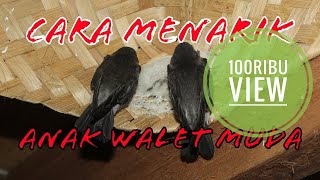 Cara Menarik Anak Walet Muda