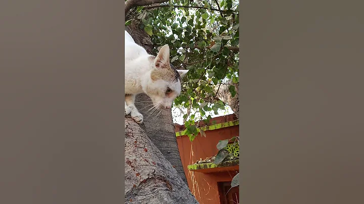 Watch the video about Cute cat #cat #cinema #catlover #trending #trend #catvideo #cats #shorts #viralvideo #video #shots