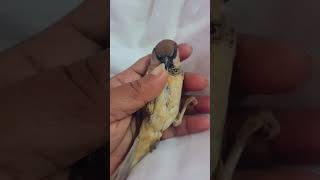 Sparrow Bird shorts viral