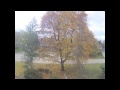 Fall fast forward  tree loosing all its leaves  timelapse