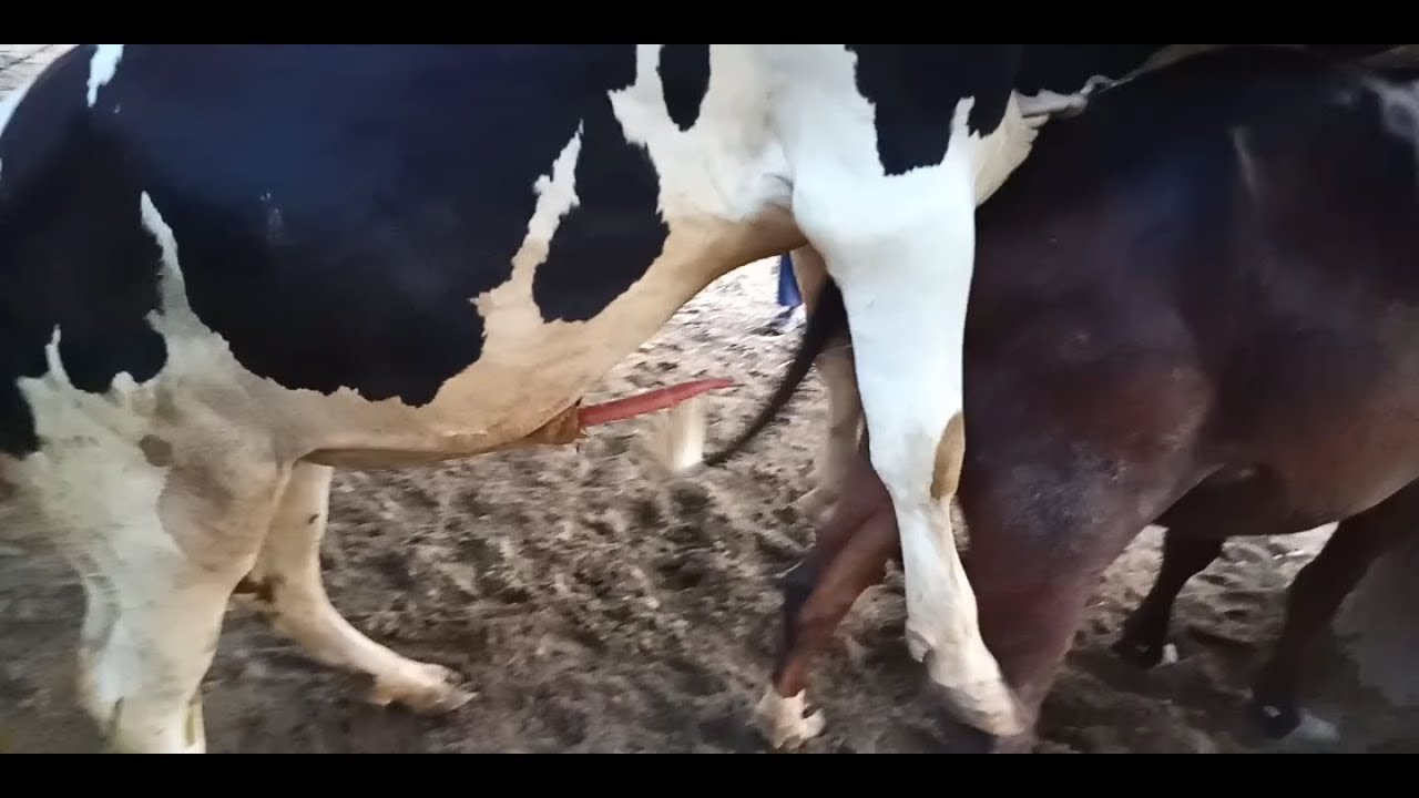 Cow sex video