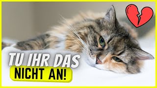 7 Dinge, durch die deine Katze die Lebensfreude verliert