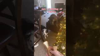 Christmas cookies with Scarlett and Blue