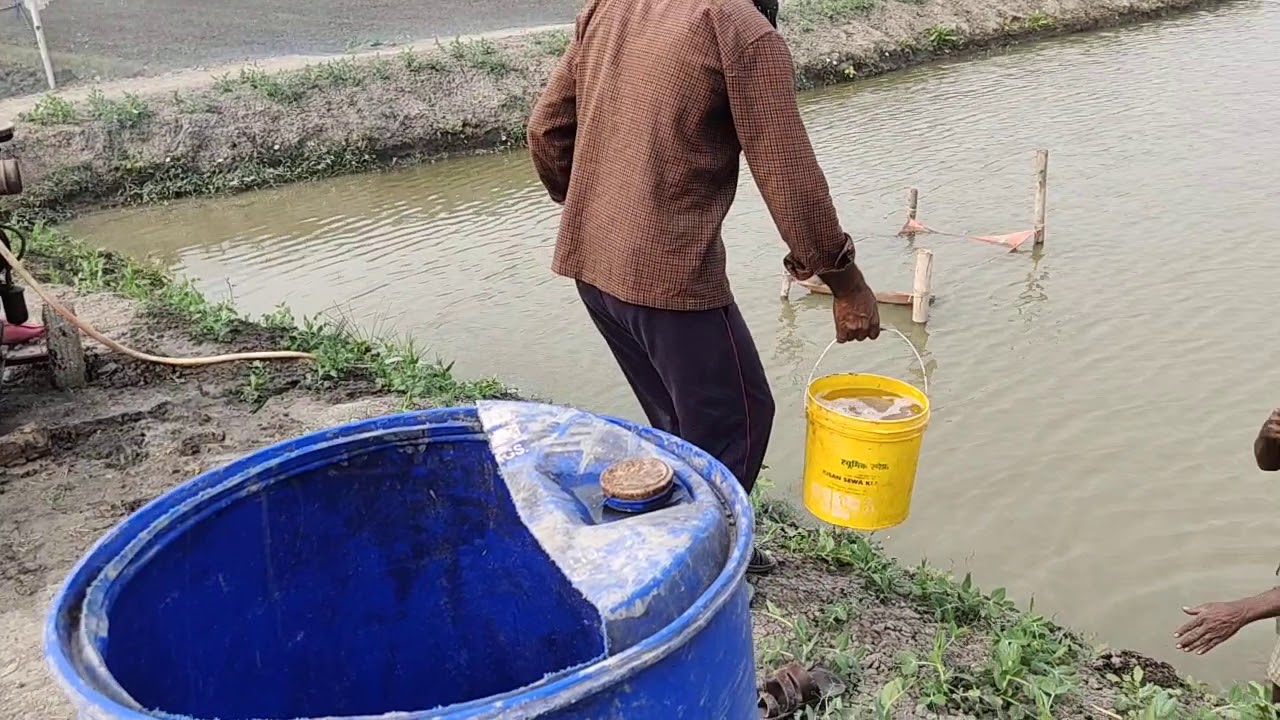 Fungus Medicine In Fish Pond YouTube fungus-medicine-in-fish-pond-youtube