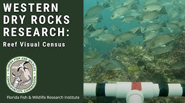 Western Dry Rocks Research: Reef Visual Census