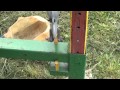 Selidba pčelarskog kontejnera/platforme - Moving beehive trailer