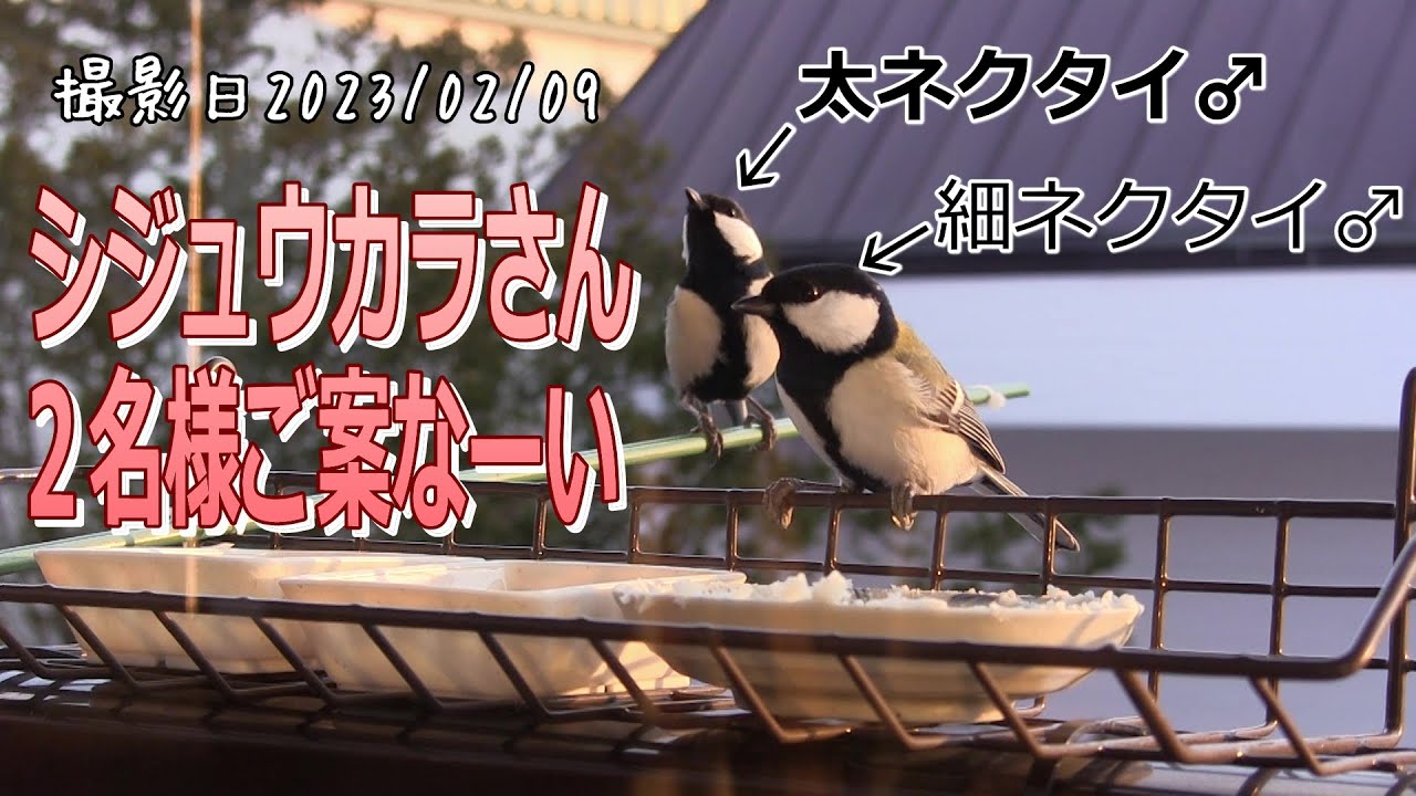 シジュウカラさん2名様ご案なーい！北海道の釧路町で野鳥の越冬給餌