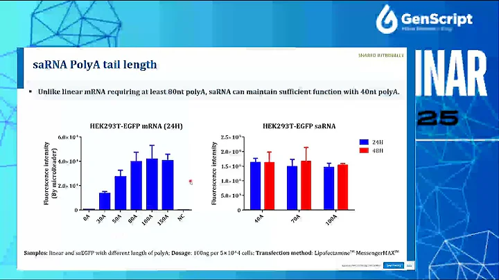 A Novel Synthetic Self-amplifying RNA System and LNP delivery