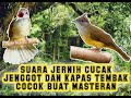 Suara Jernih Cucak Jenggot Dan Kapas Tembak Cocok Buat Masteran Mp3 - Mp4 Download