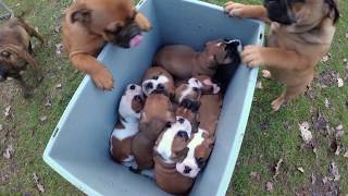 R Welpen Zum Ersten Mal Draussen Continental Bulldog Asgards Pride Bulldogs Full Hd 4k Youtube