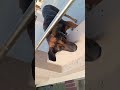 agar Main yahan Se gir jaaun #pawsn #trending #pets #petshub #petsunited #petsociety #petworld