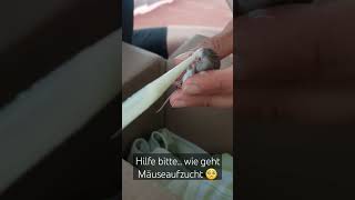 Kennt Sich Jemand Aus? Handaufzucht Von Einer Maus