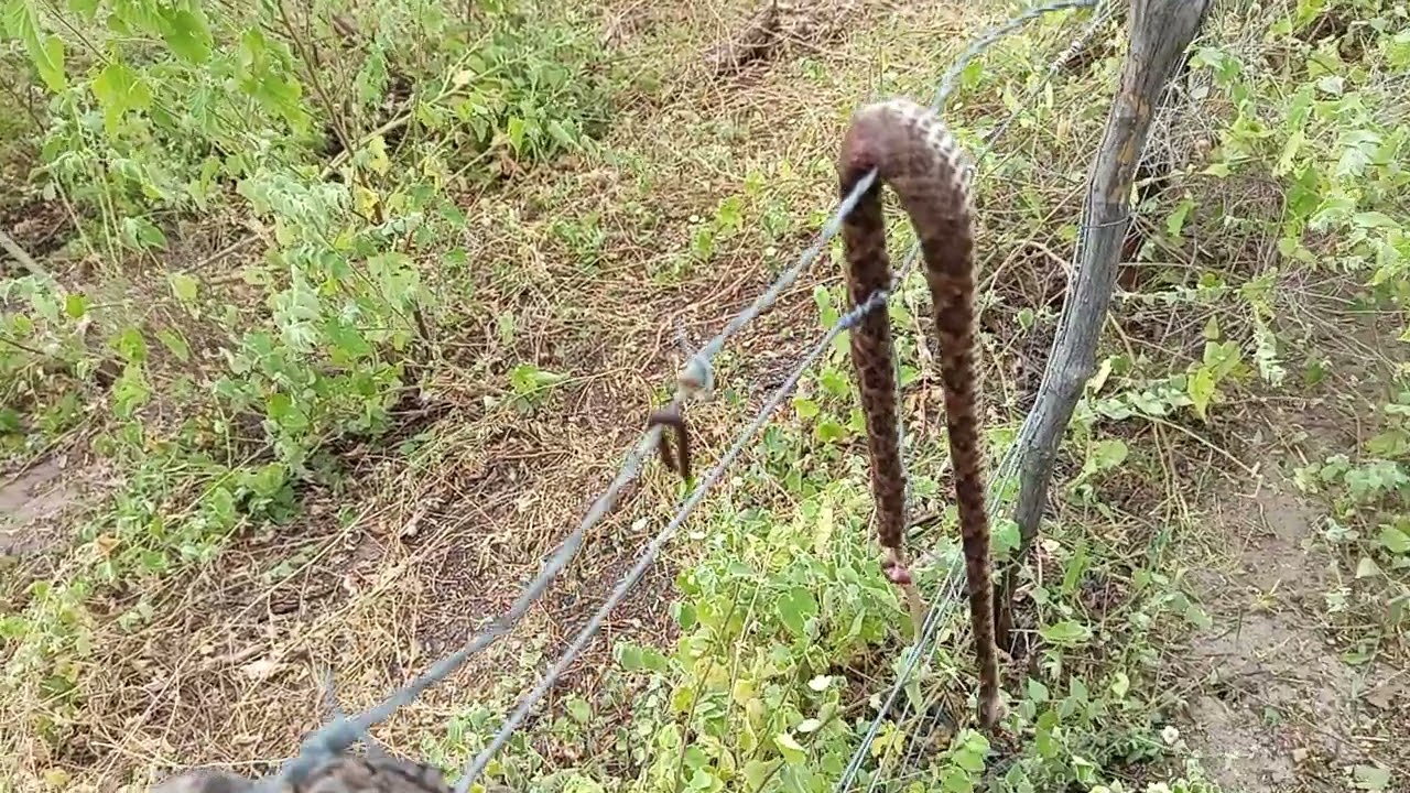 Olha o tamanho dessa jararaca que acabei matando com a roçadeira.