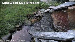 Lakewood Live Fountain Bird Camera