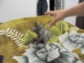 Котенок борется с рукой. Kitten fights with hand