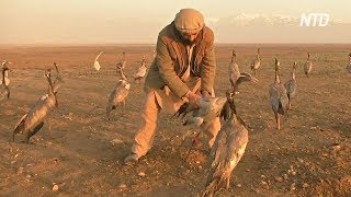 Ловля журавлей – древняя традиция Афганистана