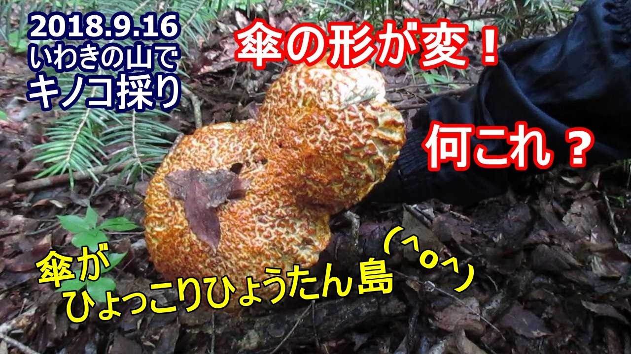 いわきの山でキノコ採り 何この傘のかたち Youtube