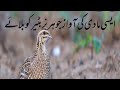 Female quail Batir sound -