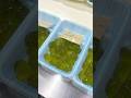 How to make matcha warabi mochi🍵#japanesefood #sweet