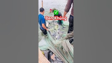 @giathuysan✅ Thu hoạch Cá Trắm Đen khủng cho anh em hồ câu Miền Bắc #cátrắmđen 0983773659 #fishing